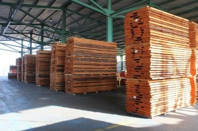 European Beech Unedged